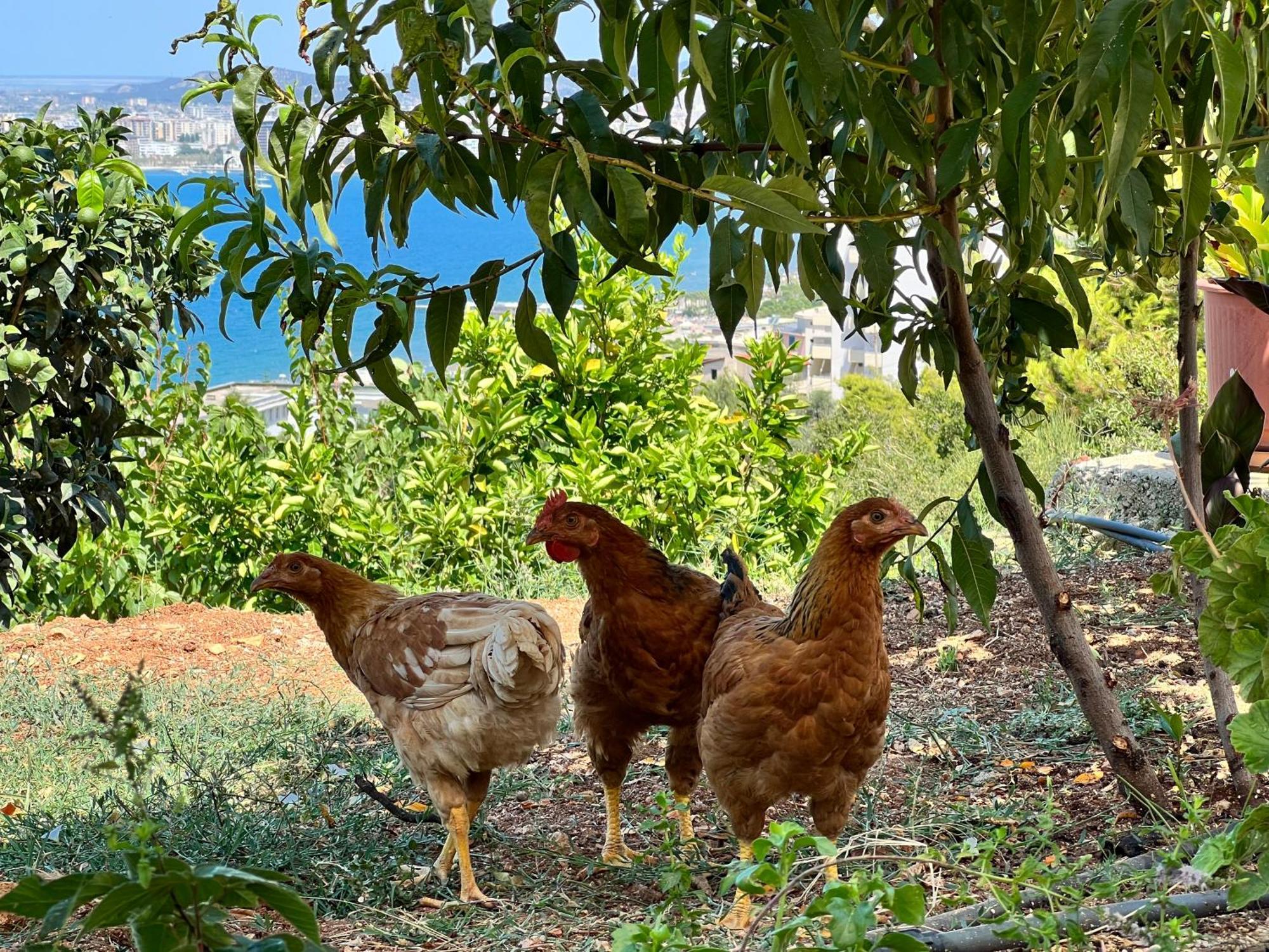Appartamento Markev Vlorë