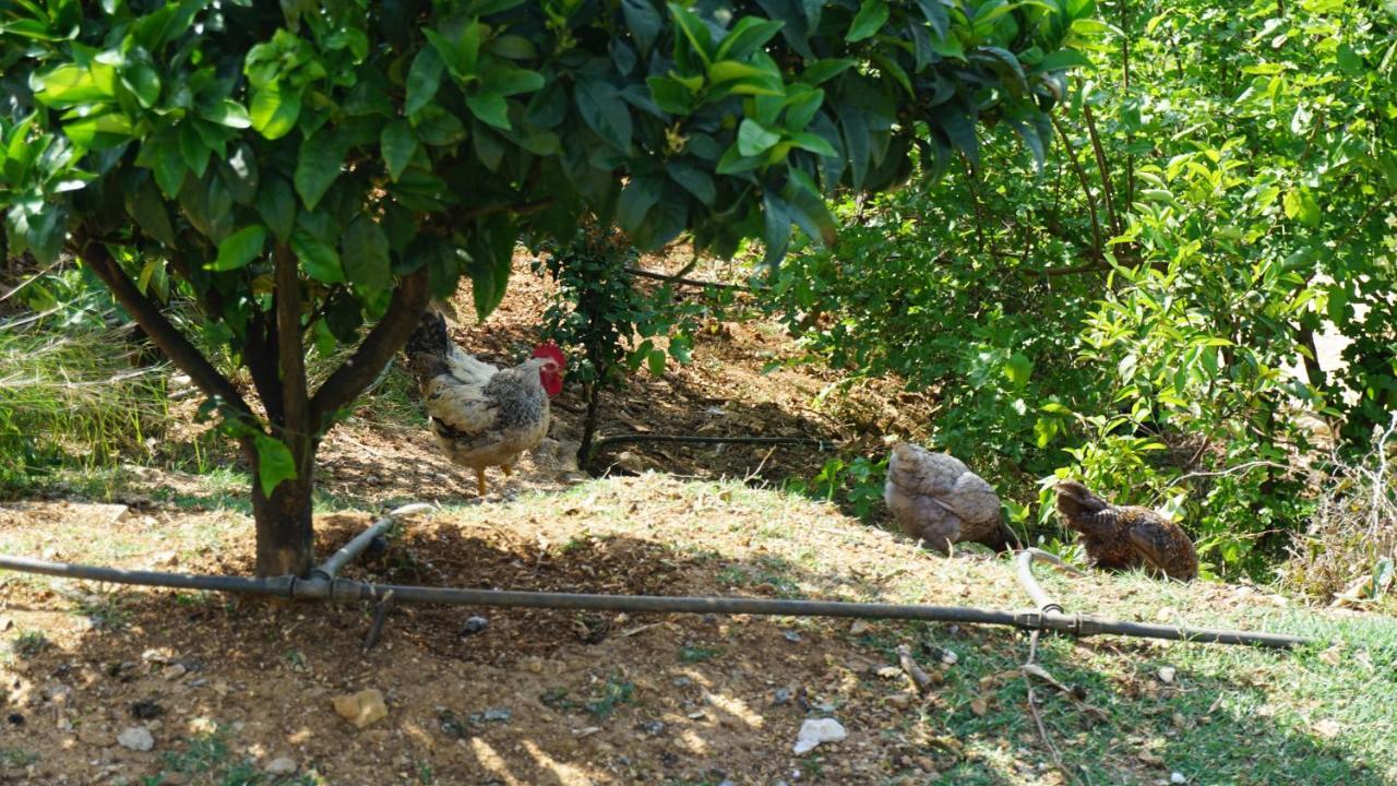 Markev * Vlora